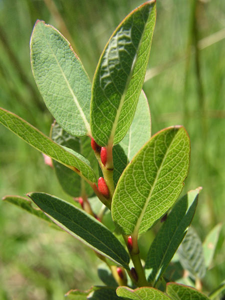 Heidelbeer-Weide (Salix myrtilloides)