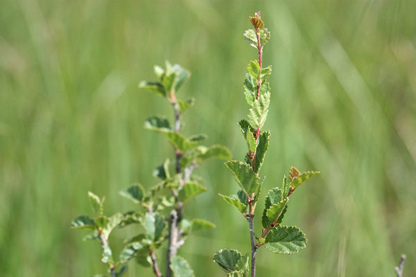 Strauchbirke (Betula humilis)