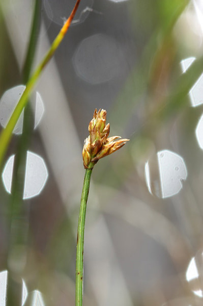 Strickwurzel-Segge (Carex chordorrhiza) 